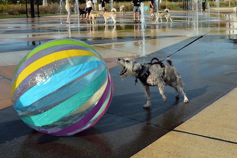 Ein Ball ist für etliche Hunde ein höchst verführerisches Objekt. (Archivbild) Foto: Don Campbell/The Herald-Palladium/AP/dpa