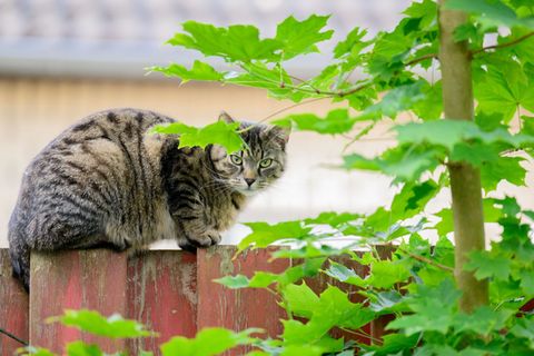 Das Land fördert die Kastration von Streunerkatzen, sieht aber auch die Halter von Freigängern in der Pflicht. (Archivbild) Foto