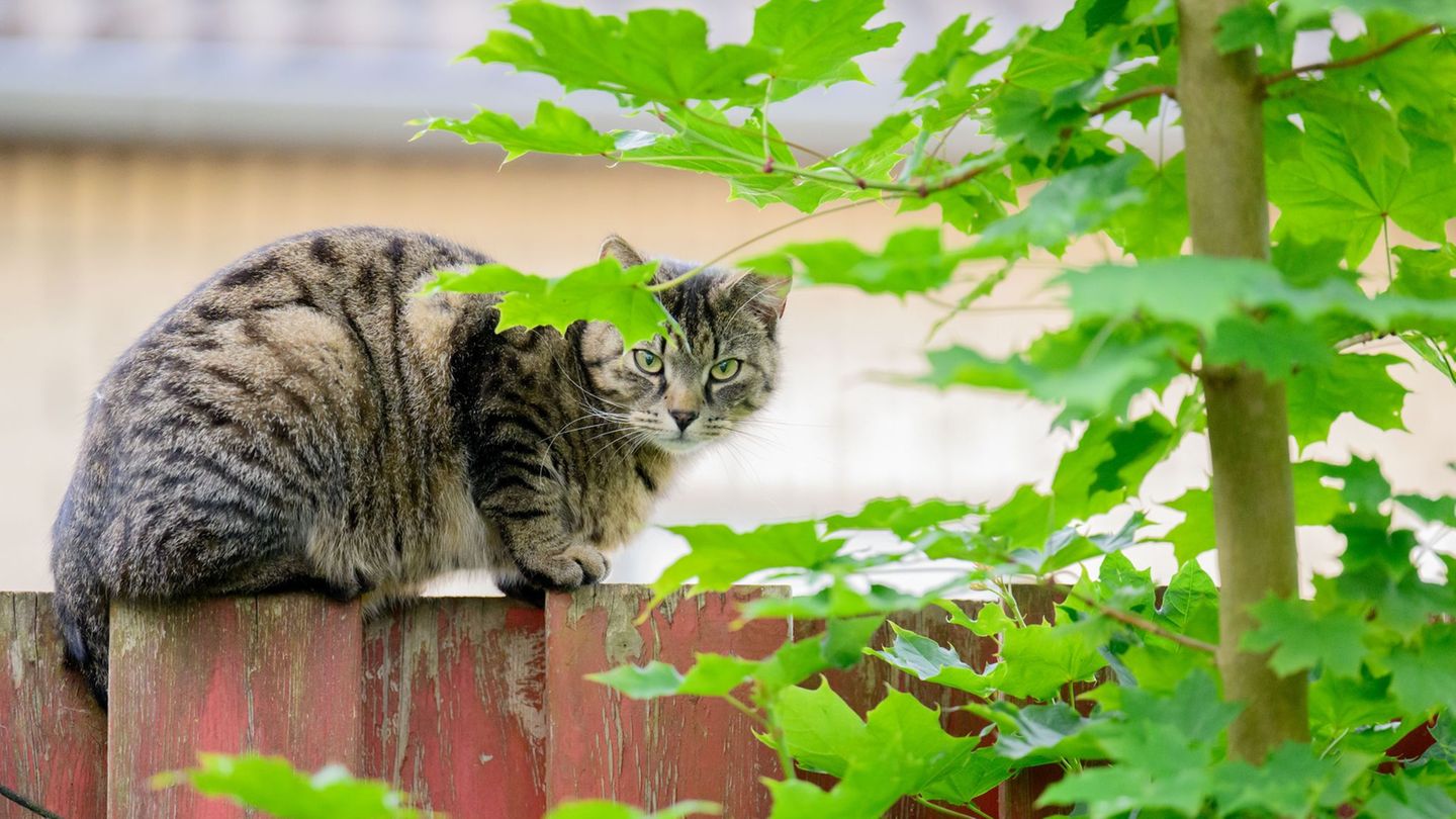 Das Land fördert die Kastration von Streunerkatzen, sieht aber auch die Halter von Freigängern in der Pflicht. (Archivbild) Foto