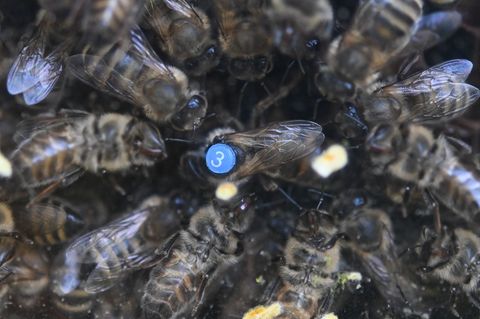 Für die Honigbienen kommt es nun darauf an, mit ausreichend Vorräten in die kalte Jahreszeit zu starten. (Archivbild) Foto: Arne