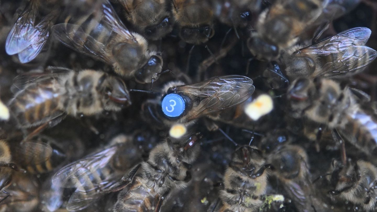 Für die Honigbienen kommt es nun darauf an, mit ausreichend Vorräten in die kalte Jahreszeit zu starten. (Archivbild) Foto: Arne
