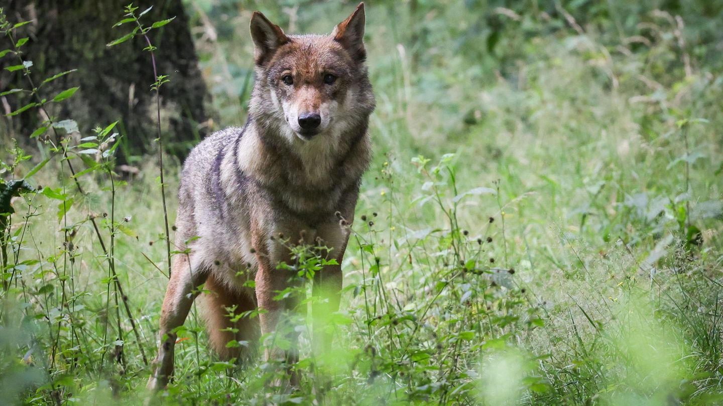 Der vor Ort zuständige Jagdpächter bestätigte laut Polizei, dass es sich bei dem überfahrenen Tier um einen Wolf gehandelt hat.