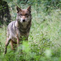 Der vor Ort zuständige Jagdpächter bestätigte laut Polizei, dass es sich bei dem überfahrenen Tier um einen Wolf gehandelt hat.