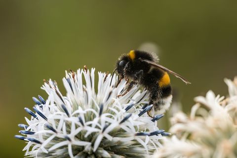 Zehn Prozent der Wildbienen sind in Europa bedroht (Archivbild) Foto: Silas Stein/dpa