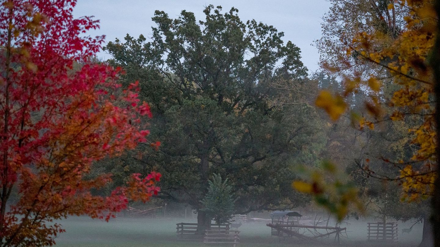 Nebel im oberfränkischen Wildpark Schloss Tambach. Foto: Daniel Vogl/dpa