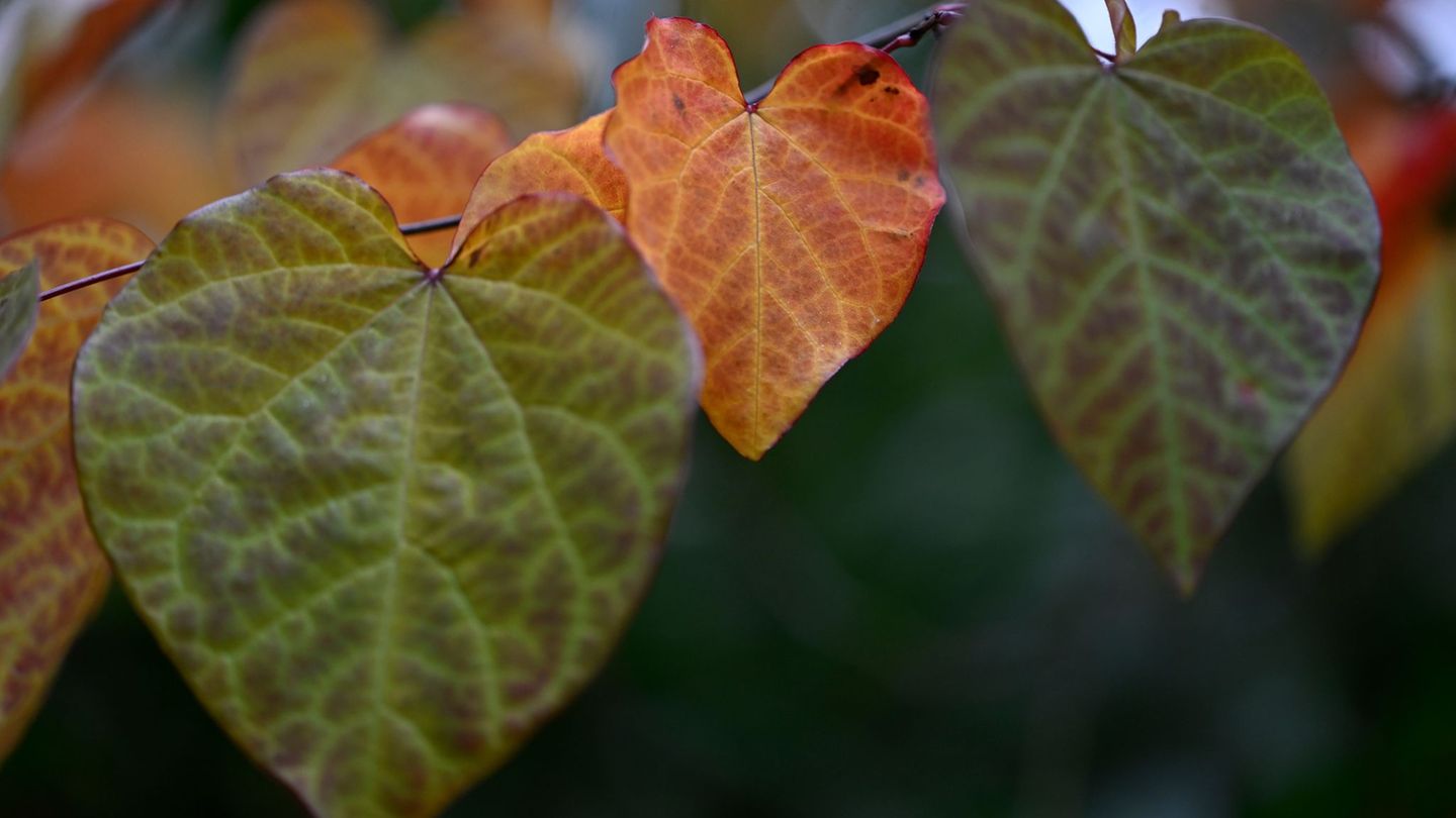 Das Herbstwetter in NRW bleibt in den nächsten Tagen trübe. Foto: Roberto Pfeil/dpa