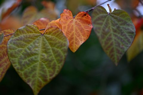 Das Herbstwetter in NRW bleibt in den nächsten Tagen trübe. Foto: Roberto Pfeil/dpa
