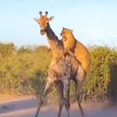 Giraffe und Löwenrudel im Todeskampf