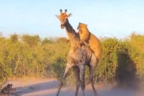 Giraffe und Löwenrudel im Todeskampf