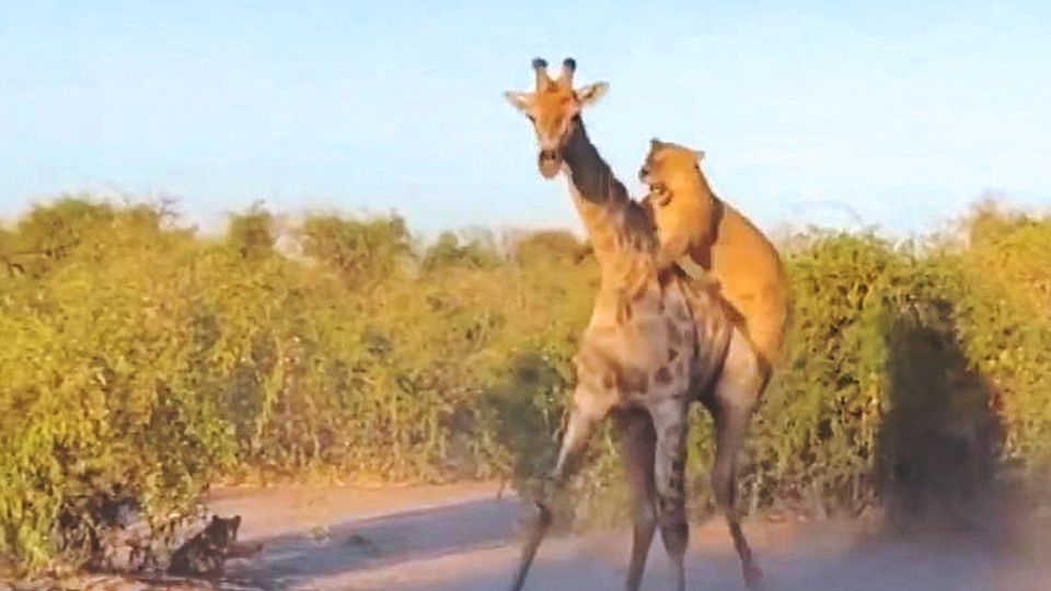 Giraffe und Löwenrudel im Todeskampf