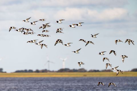 Die IUCN hat mit Blick auf den Schutz des Wattenmeers einige Bedenken (Archivbild) Foto: Frank Molter/dpa