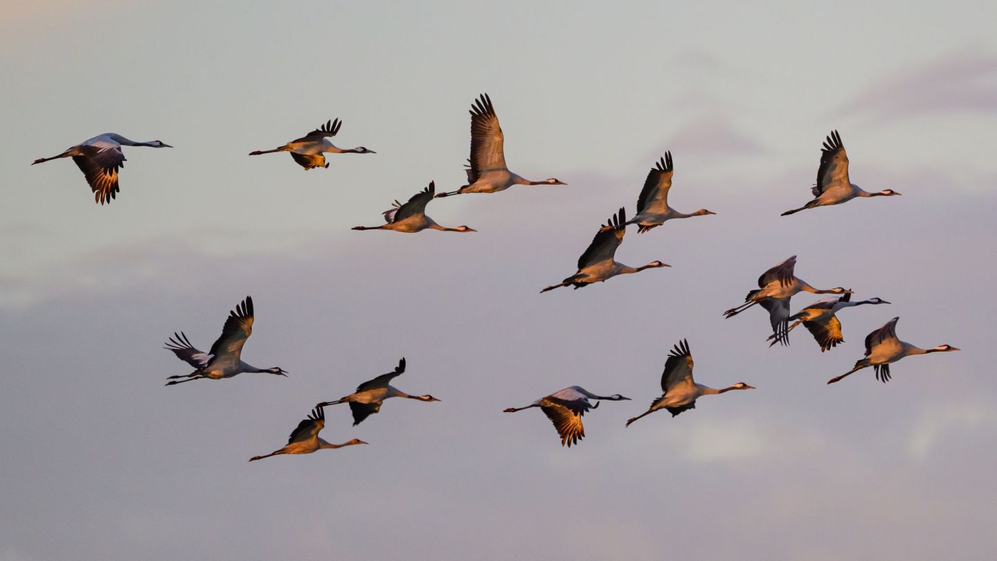 Der herbstliche Vogelzug ist in Thüringen zu beobachten (Symbolbild) Foto: Patrick Pleul/dpa