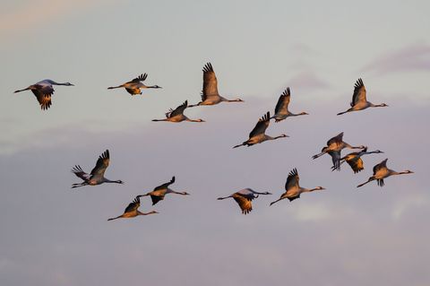 Der herbstliche Vogelzug ist in Thüringen zu beobachten (Symbolbild) Foto: Patrick Pleul/dpa