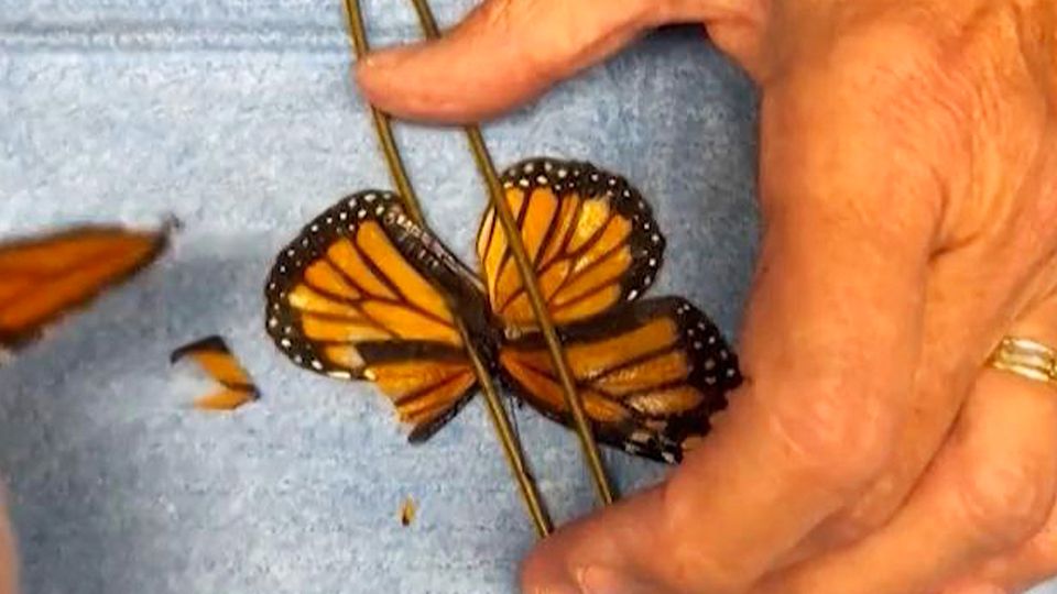 XXS-Operation: Naturschützer transplantieren Schmetterling neuen Flügel XXS-Operation: Naturschützer transplantieren Schmetterling neuen Flügel
