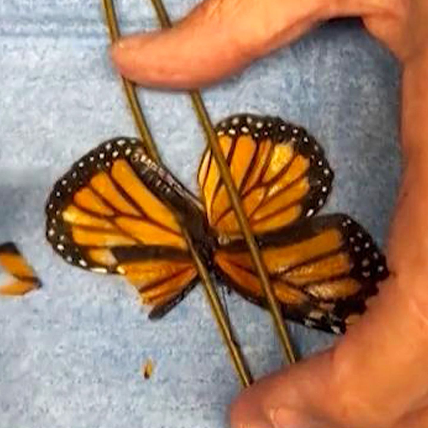 XXS-Operation: Naturschützer transplantieren Schmetterling neuen Flügel