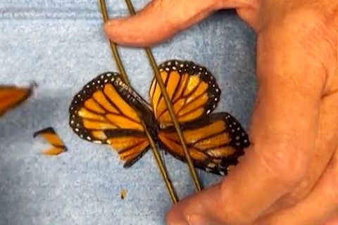 XXS-Operation: Naturschützer transplantieren Schmetterling neuen Flügel