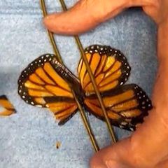 XXS-Operation: Naturschützer transplantieren Schmetterling neuen Flügel