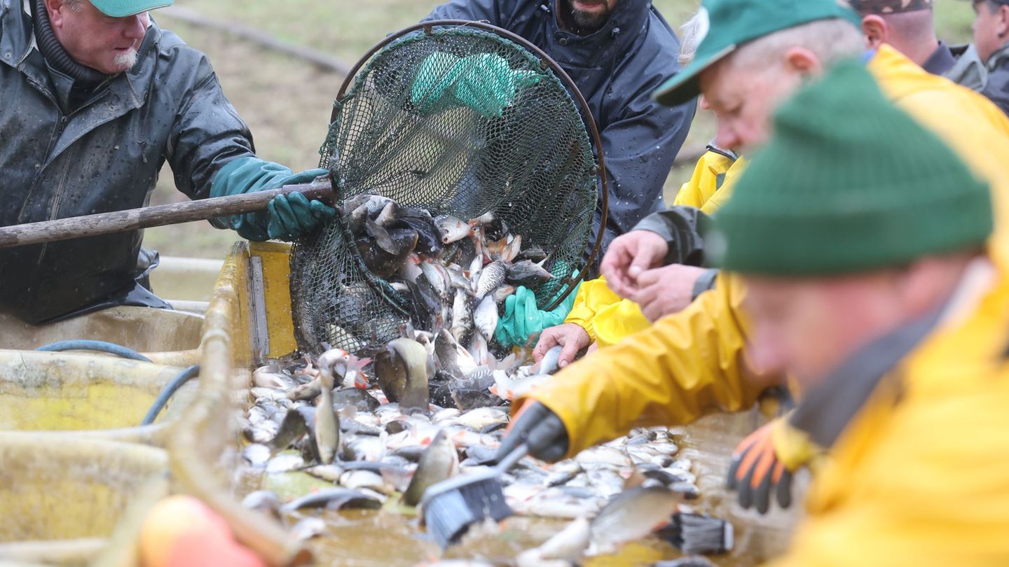 Karpfen gehören zur den Süßwasserfischen, die in Thüringen für den Verkauf herangezogen werden. Foto: Bodo Schackow/dpa