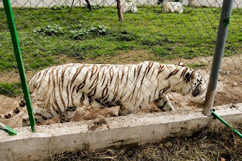 Nach Angaben der Behörden wiegte der entlaufene Tiger rund 130 Kilogramm. Foto: -/mexikanische Umweltbehörde/dpa