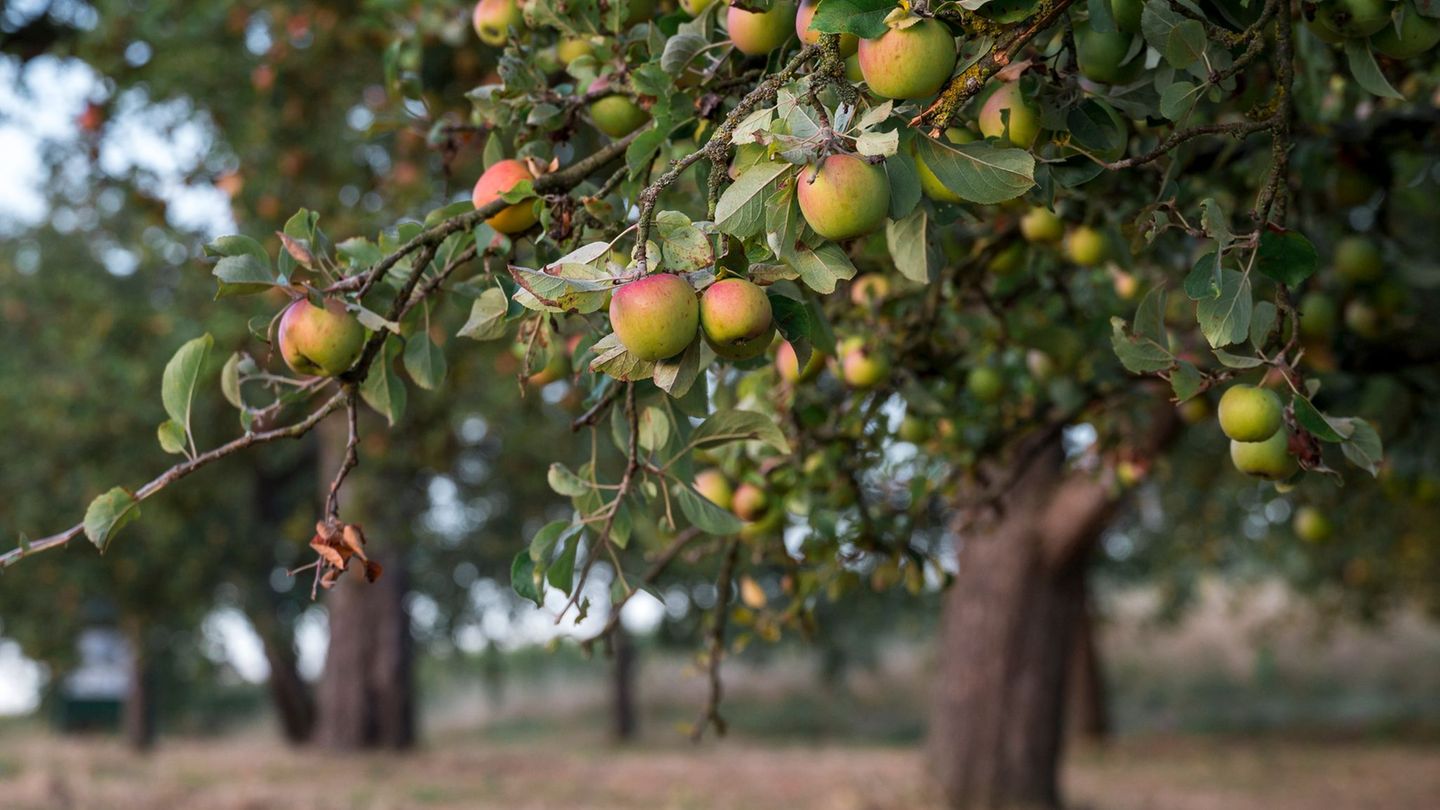 Streuobstwiesen sind nicht nur gut für die Artenvielfalt, sondern liefern auch heimisches Obst. (Archivbild) Foto: Daniel Vogl/d
