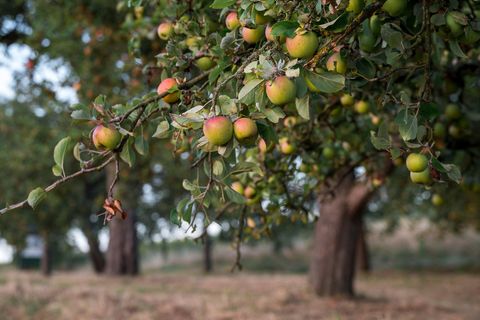 Streuobstwiesen sind nicht nur gut für die Artenvielfalt, sondern liefern auch heimisches Obst. (Archivbild) Foto: Daniel Vogl/d