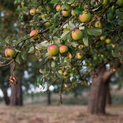 Streuobstwiesen sind nicht nur gut für die Artenvielfalt, sondern liefern auch heimisches Obst. (Archivbild) Foto: Daniel Vogl/d