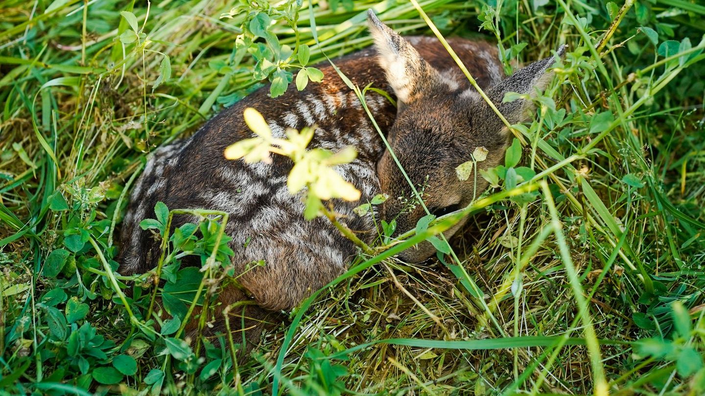 Der Einsatz von Drohnen mit Wärmebildkameras auf Agrarflächen zum Schutz von Rehkitzen ist seit Ende vergangenen Jahres dauerhaf
