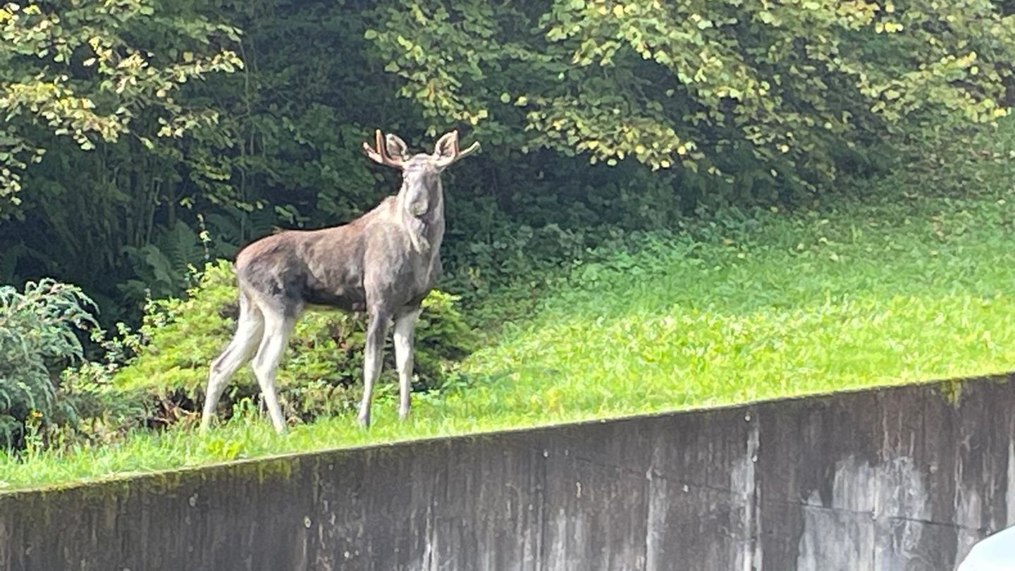 Experten sind überzeugt, dass der Elch aus menschlicher Obhut stammt. Foto: -/Landratsamt Ortenaukreis/dpa