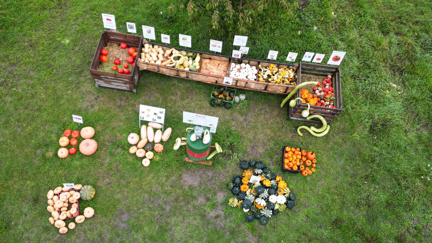 Kürbisse in verschiedenen Farben und Formen locken bei Friedberg-Ockstadt an den Stand eines Obst- und Gartenbaubetriebs. Foto: