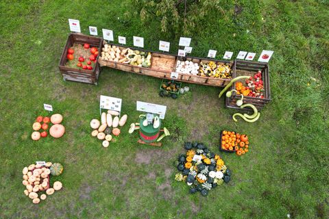 Kürbisse in verschiedenen Farben und Formen locken bei Friedberg-Ockstadt an den Stand eines Obst- und Gartenbaubetriebs. Foto: