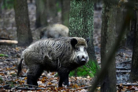 Wilschwein