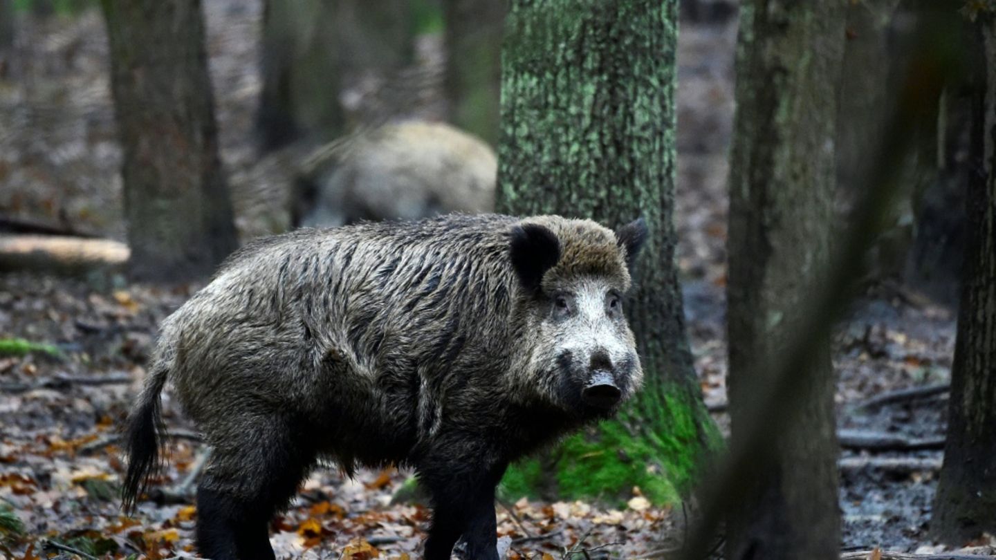 Wilschwein