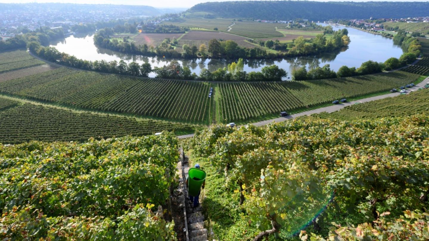 Weinanbau am Neckar