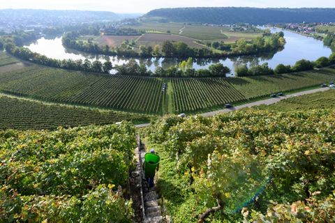 Weinanbau am Neckar