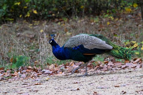 Im Landkreis Stendal war ein Pfau auf Abwegen auf einer stark befahrenen Straße unterwegs. (Archivbild) Foto: Jens Kalaene/dpa