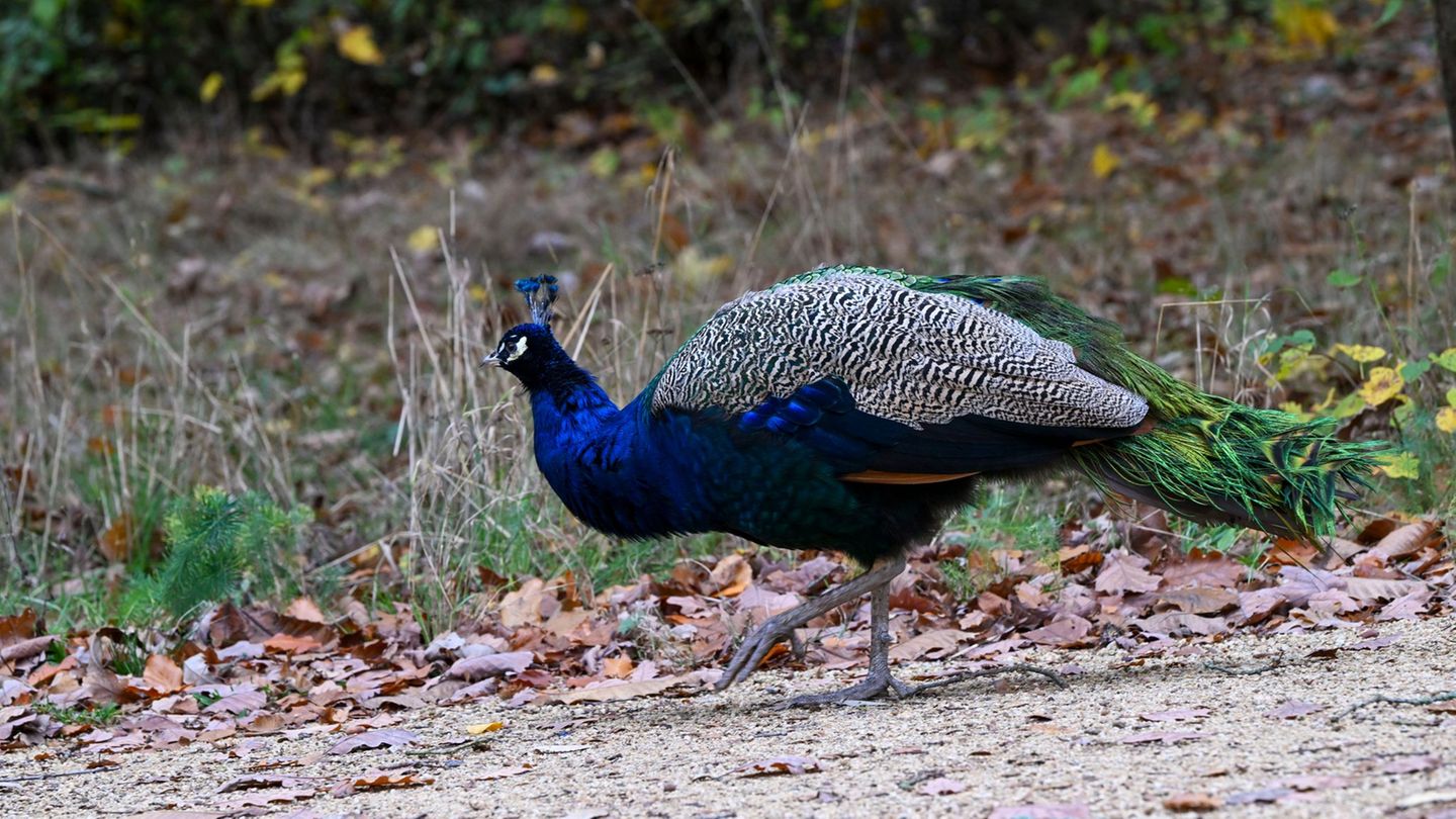 Im Landkreis Stendal war ein Pfau auf Abwegen auf einer stark befahrenen Straße unterwegs. (Archivbild) Foto: Jens Kalaene/dpa