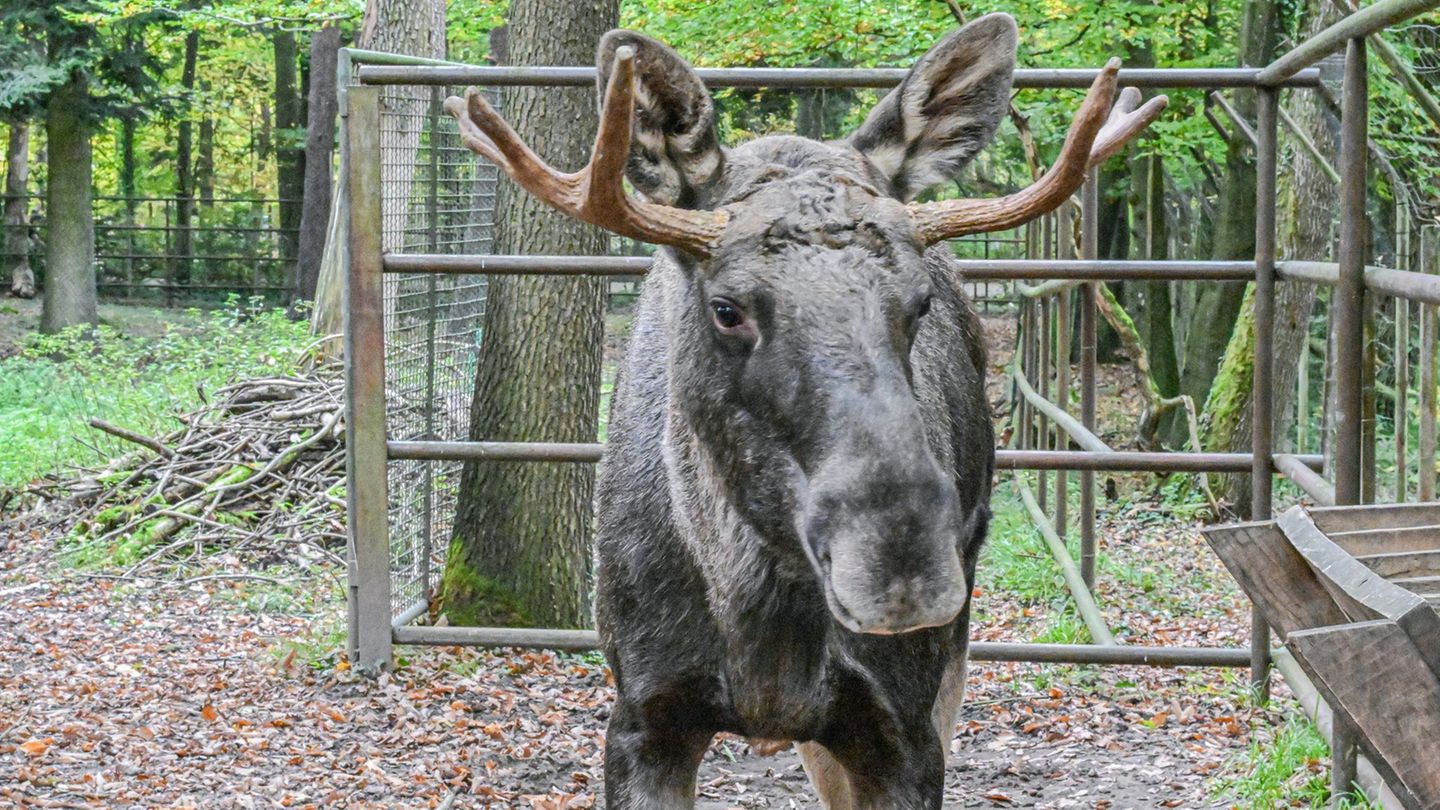 Nun ist er wieder im Wildpark Pforzheim: Elch Erwin. Foto: Jason Tschepljakow/dpa