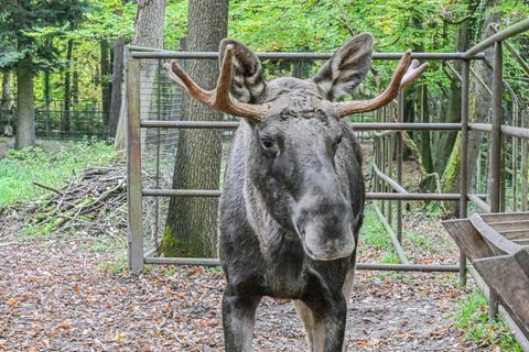 Nun ist er wieder im Wildpark Pforzheim: Elch Erwin. Foto: Jason Tschepljakow/dpa