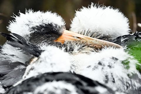 Schwarzstorch-Küken haben noch weißes Fell. (Symbolbild) Foto: Federico Gambarini/dpa
