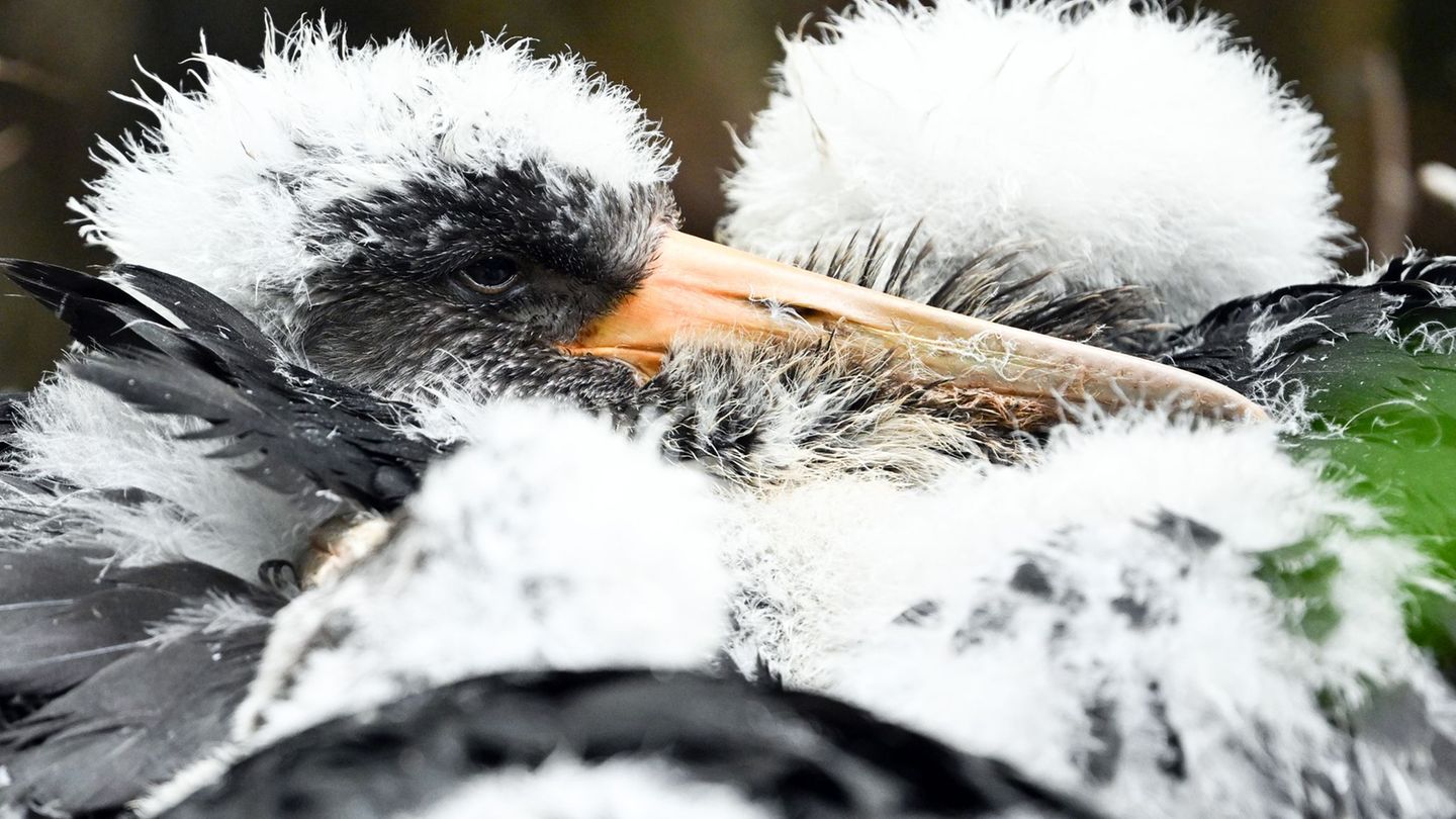 Schwarzstorch-Küken haben noch weißes Fell. (Symbolbild) Foto: Federico Gambarini/dpa