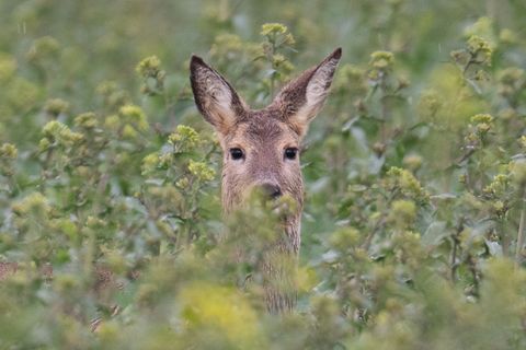 Im thüringischen Manebach sucht die Polizei nach Wilddieben. (Symbolbild) Foto: Boris Roessler/dpa