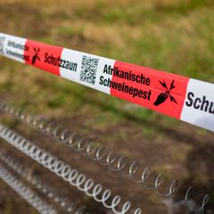 In Unterfranken gibt es vorsorgliche Maßnahmen gegen die Afrikanische Schweinepest. (Symbolbild) Foto: Christoph Schmidt/dpa
