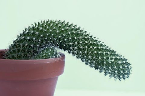 Schutz vor Vergewaltigung: Kaktus in Form eines Penis