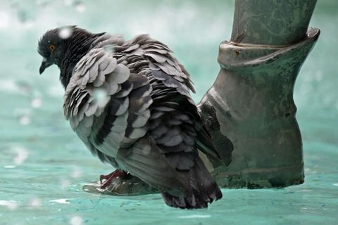 Eine Taube sitzt aufgeplustert auf dem Fuß einer Figur am Fischbrunnen auf dem Münchner Marienplatz.