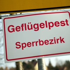 Die rund 3.000 Tiere aus einem Gänsemastbetrieb in Simbach (Landkreis Dingolfing-Landau) sind allesamt tot. Foto: Arno Burgi/dpa
