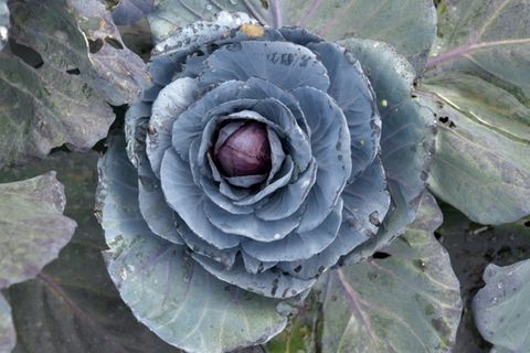 Rotkohl