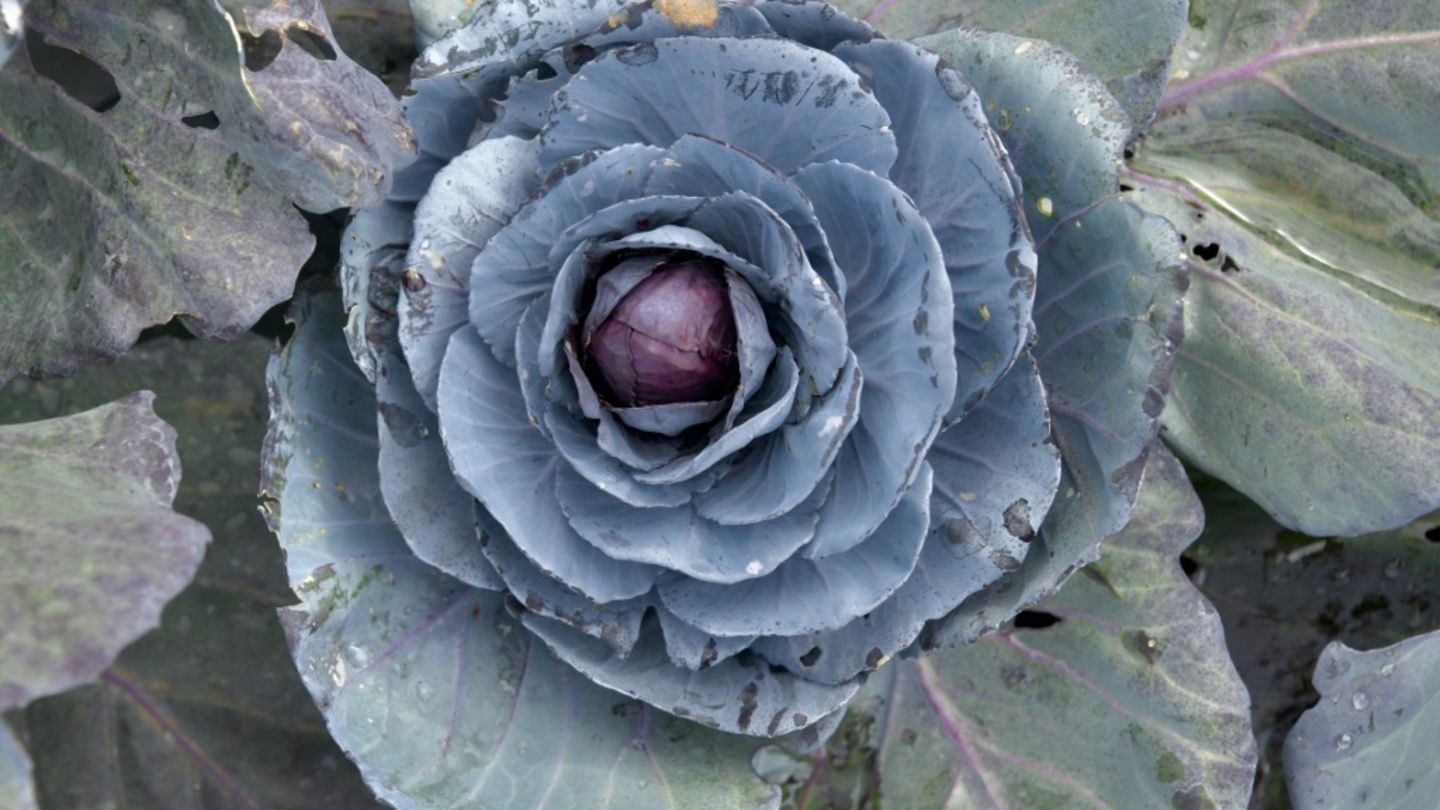 Rotkohl