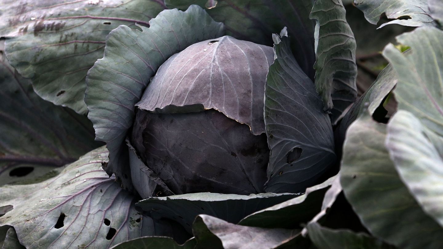 Täter haben auf einem Feld in Glückstadt 300 Rotkohlköpfe abgeschnitten. (Symbolbild) Foto: picture alliance / dpa