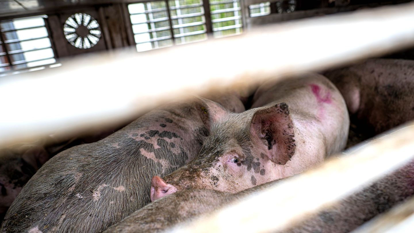 Nach Angaben der Polizei wurden rund 30 Schweine beim Unfall verletzt. (Symbolbild) Foto: Sina Schuldt/dpa
