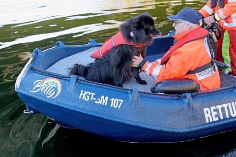 Auf einem blauen Boot fährt ein Suchhund in Güstrow über ein Gewässer